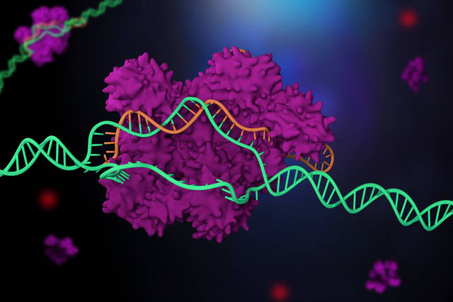 生物技術(shù)育種的個(gè)人展示頁(yè)